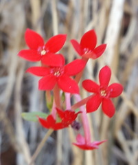 Bouvardia viminalis