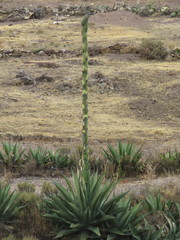 Agave madrensis