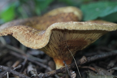 Paxillus involutus image