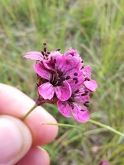 Microbotryum dianthorum