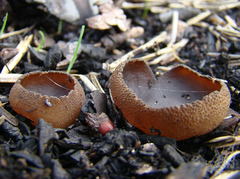 Plicaria endocarpoides