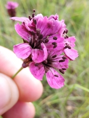 Microbotryum dianthorum