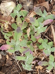 Arabis caucasica