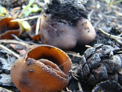 Plicaria endocarpoides