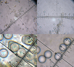 Plicaria endocarpoides