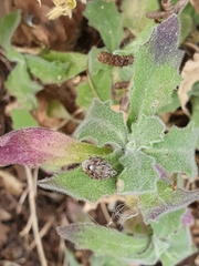 Arabis caucasica