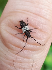 Pogonocherus hispidulus