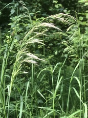 Calamagrostis purpurea