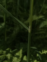Calamagrostis purpurea