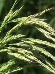 Calamagrostis purpurea