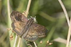 Theagenes dichrous