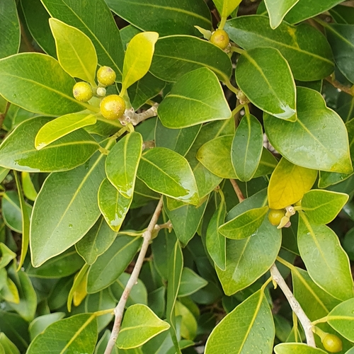 Image of Ficus obliqua by (c) ronavery, some rights reserved (CC BY)