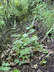 Scutellaria columnae