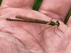 Lestes virens