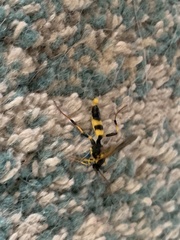 Amblyteles armatorius