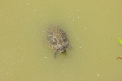 Trachemys scripta