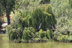 Ardea cinerea