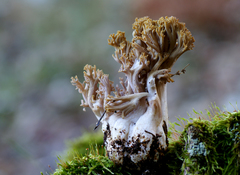 Ramaria fennica