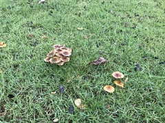 Armillaria luteobubalina
