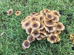 Armillaria luteobubalina
