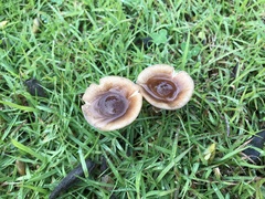 Armillaria luteobubalina