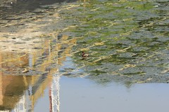 Tachybaptus ruficollis