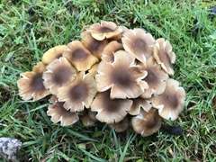 Armillaria luteobubalina