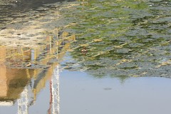 Tachybaptus ruficollis