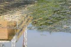 Tachybaptus ruficollis