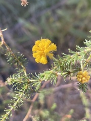 Acacia alleniana