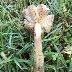 Armillaria luteobubalina