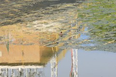 Tachybaptus ruficollis