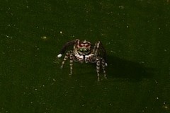 Maratus leo