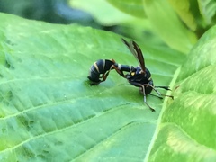 Physocephala marginata