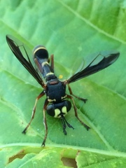 Physocephala marginata