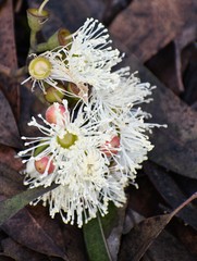 Corymbia maculata