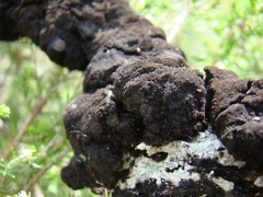 Hormiscium ericae
