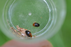 Triplax rufipes