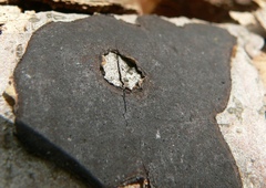 Biscogniauxia nummularia