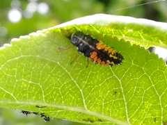 Harmonia axyridis