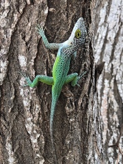 Anolis leachii