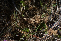 Oxalis imbricata