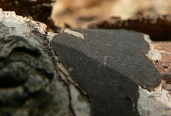 Biscogniauxia nummularia