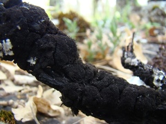 Hormiscium ericae