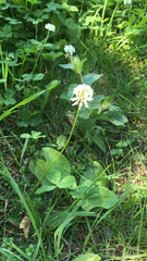 Trifolium repens