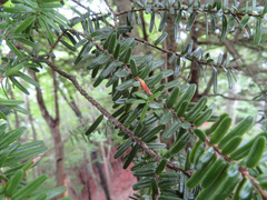 Tsuga sieboldii