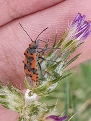 Lygaeus equestris lactans