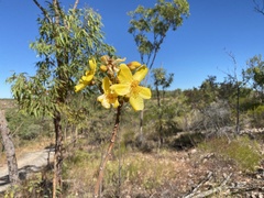 Cochlospermum