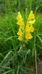Linaria