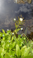 Cardamine scutata